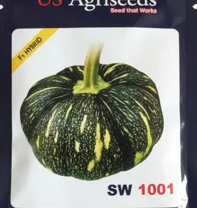 High-quality seeds of US Agriseeds SW1001 F1 Hybrid Pumpkin featuring a flat-round shape and deep orange flesh.