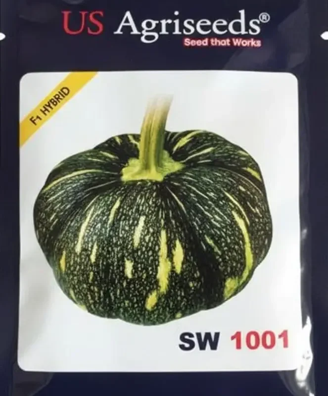 High-quality seeds of US Agriseeds SW1001 F1 Hybrid Pumpkin featuring a flat-round shape and deep orange flesh.