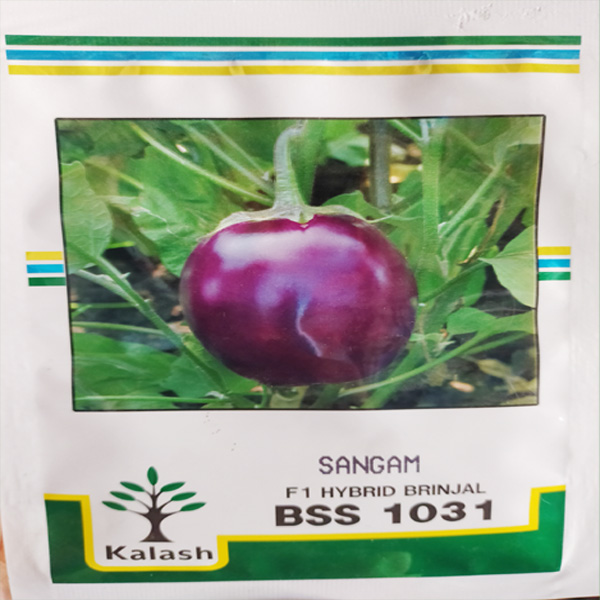 Kalash Sangam F1 Hybrid Baigan Seeds high yield brinjal seeds packet