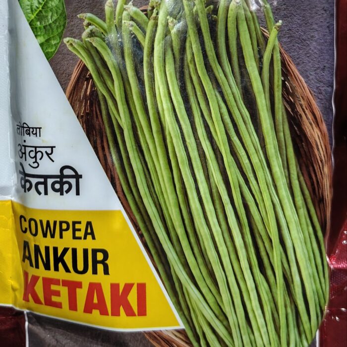 Ankur Ketaki Cowpea Seeds लोबिया बीज